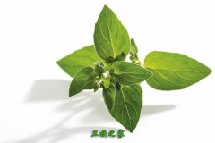 中草藥栽培與鑒定專業(yè)